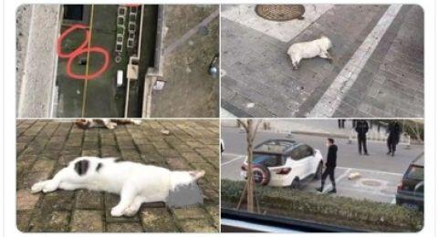 Kucing dan Anjing Dilempar dari Gedung Gara-gara Hoaks Virus Corona