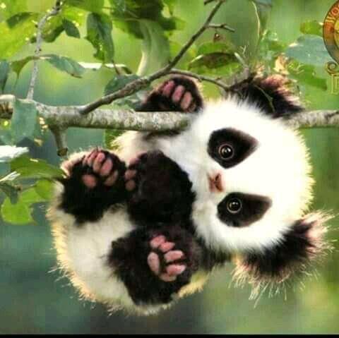 Inilah Beberapa Potret Unik Bayi Hewan, Ada Macan dan Singa. Serem Atau Menggemaskan?