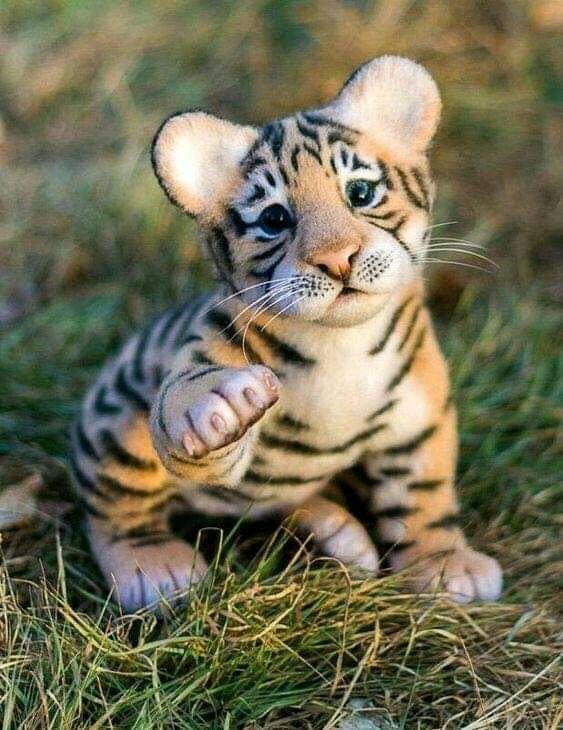 Inilah Beberapa Potret Unik Bayi Hewan, Ada Macan dan Singa. Serem Atau Menggemaskan?