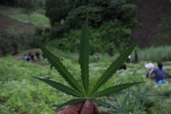 Jika Legal, Ganja Diyakini Bisa Mengentaskan Kemiskinan di Aceh