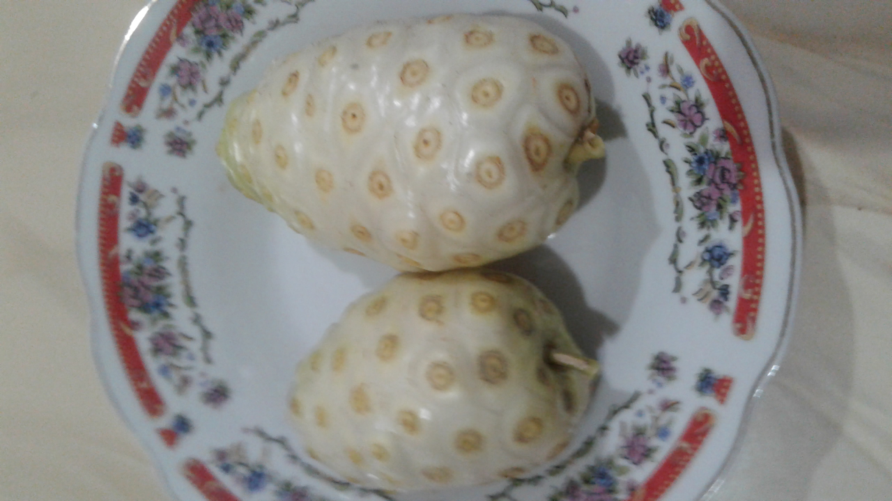 SAYUR BUAH MENGKUDU
