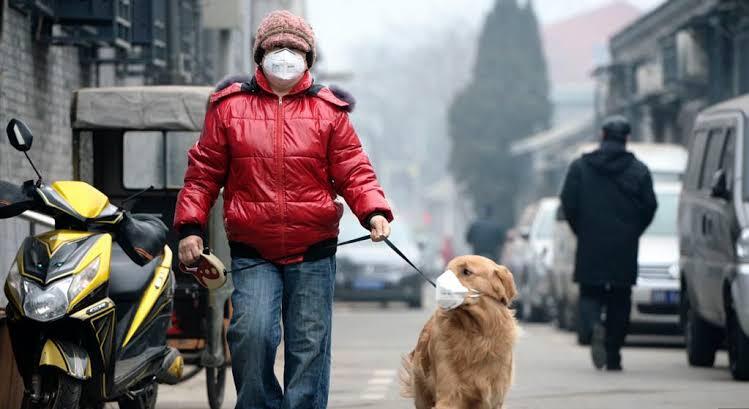 VIRUS CORONA DARI WUHAN MENGUDARA , ANJING PUN IKUT MEMAKAI MASKER !!