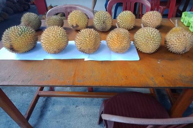 Pemkab Landak Tetapkan Induk Durian Lokal di Jelimpo
