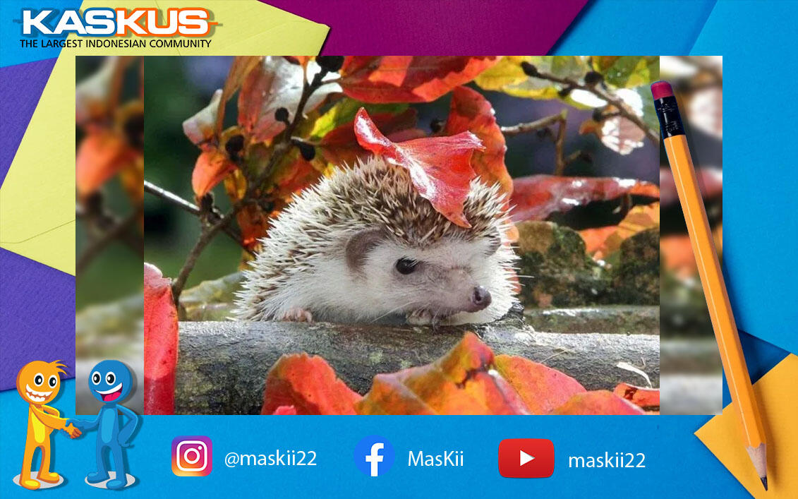 Duh Gemes!! Beginilah cara hewan ini Berteduh Saat Hujan