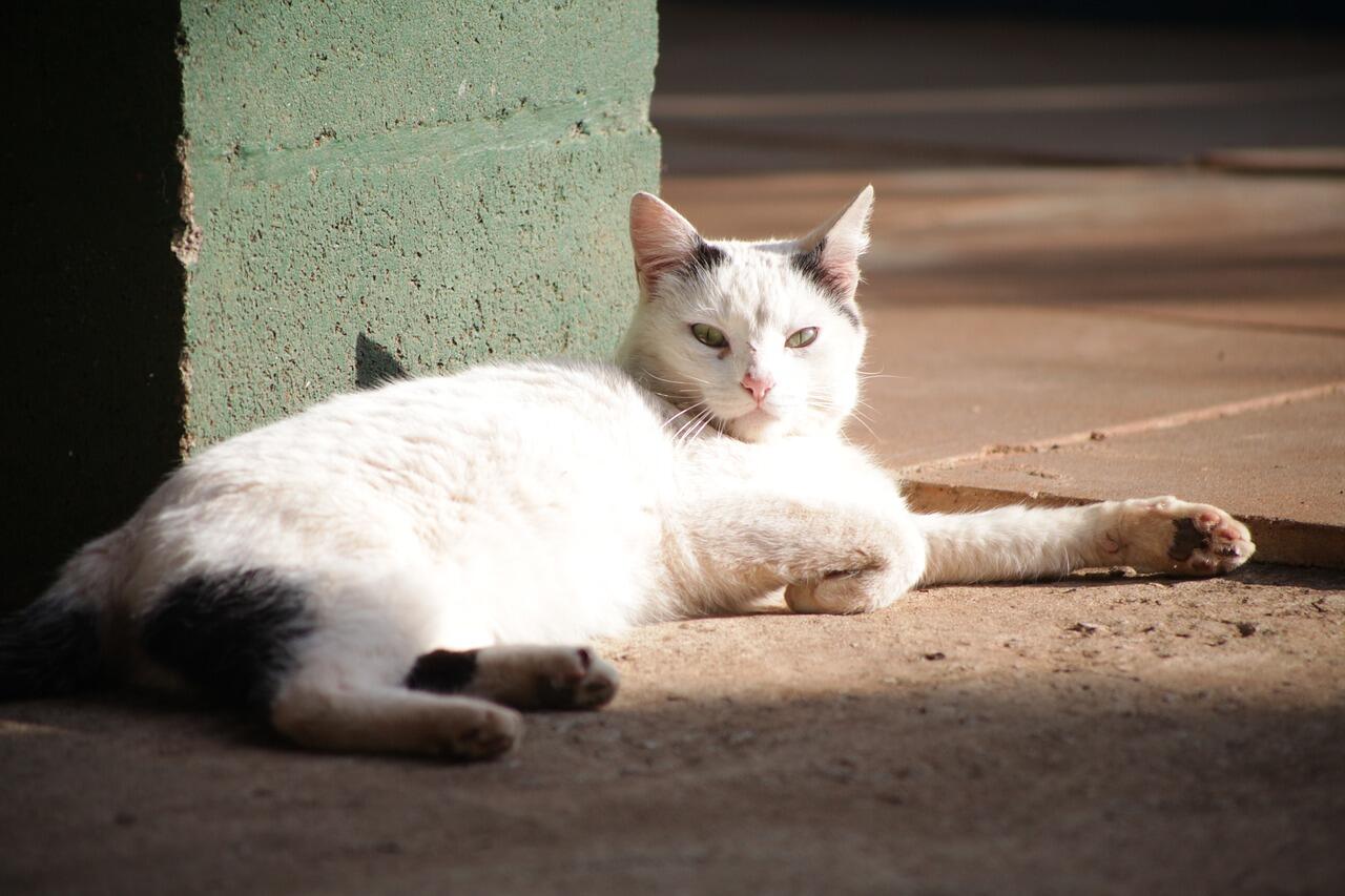Kucing Gansis Tiba-tiba Cuek? Jangan Khawatir Gan! Ini Alasannya