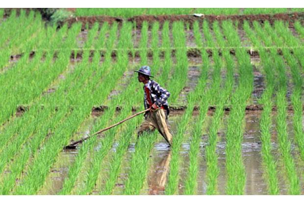 Luasan Lahan Baku Sawah Meningkat 358.000 Hektar di 2019