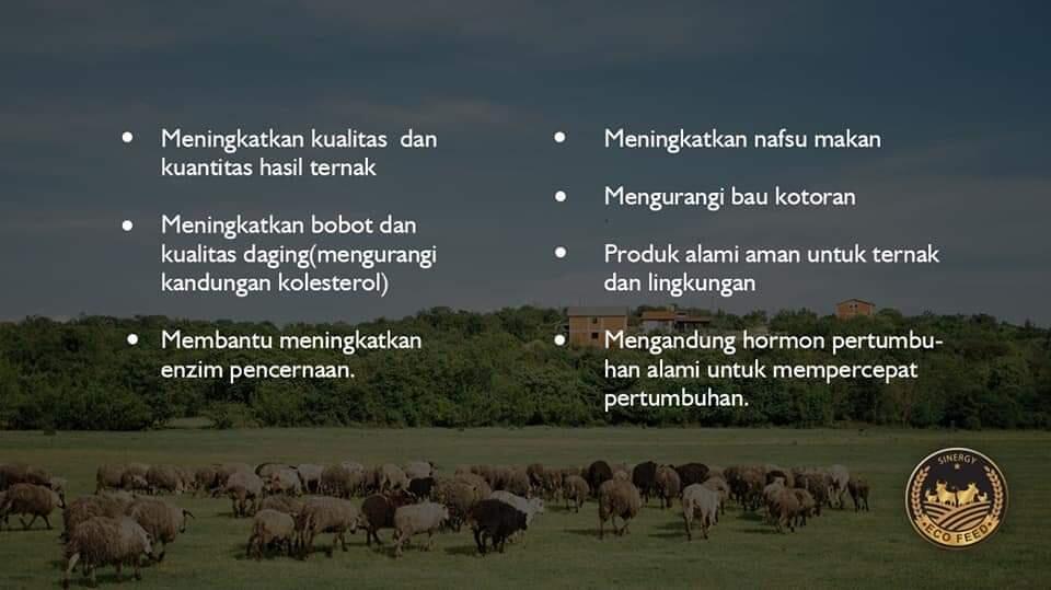 ๐ด AGEN RESELLER DISTRIBUTOR RESMI ECO FEED SINERGY SUMUT 085277553117