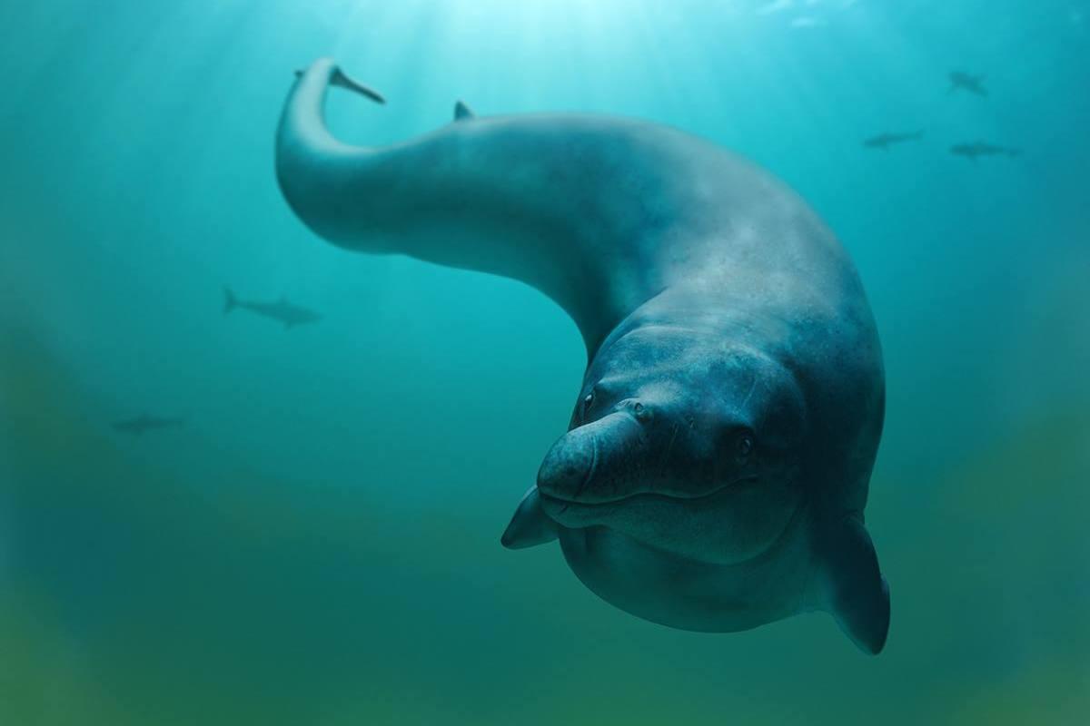 Terdegelasinya Kelompok Baru dalam Keberagaman Kehidupan Lautan - The Cetacea