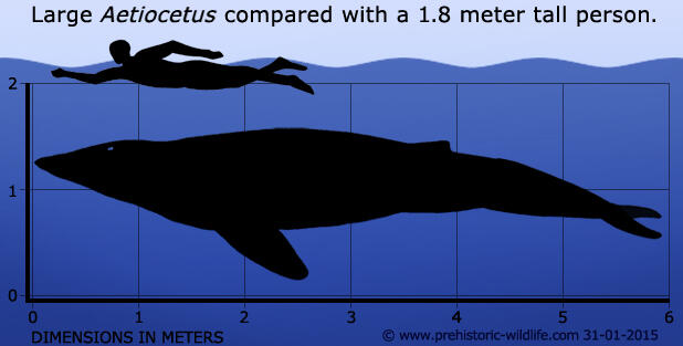 Terdegelasinya Kelompok Baru dalam Keberagaman Kehidupan Lautan - The Cetacea