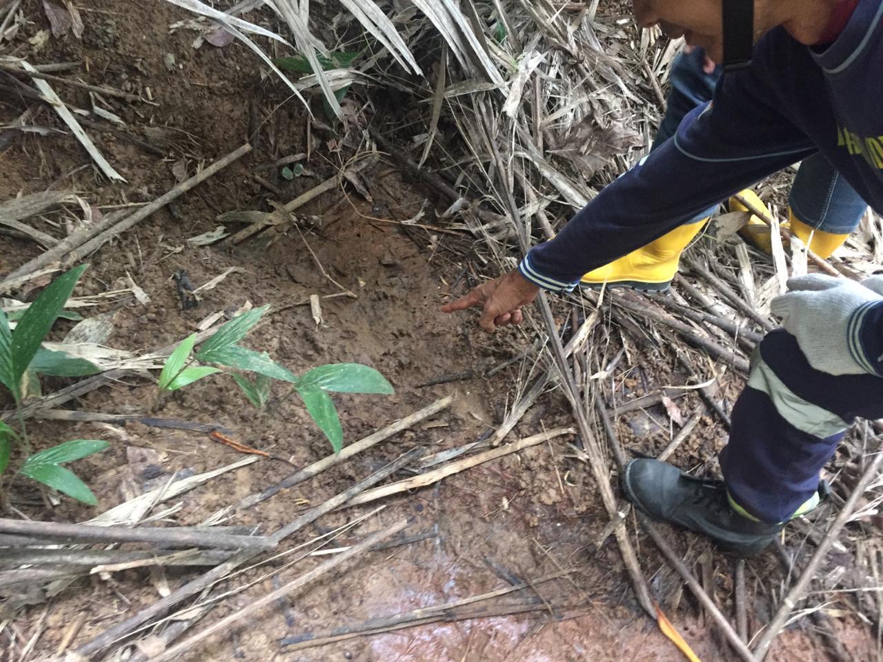 Tim SAR Temukan Jejak Beruang Madu di Samarinda, Ini Buktinya