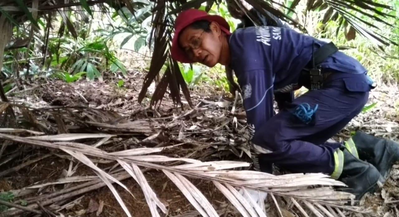 Tim SAR Temukan Jejak Beruang Madu di Samarinda, Ini Buktinya