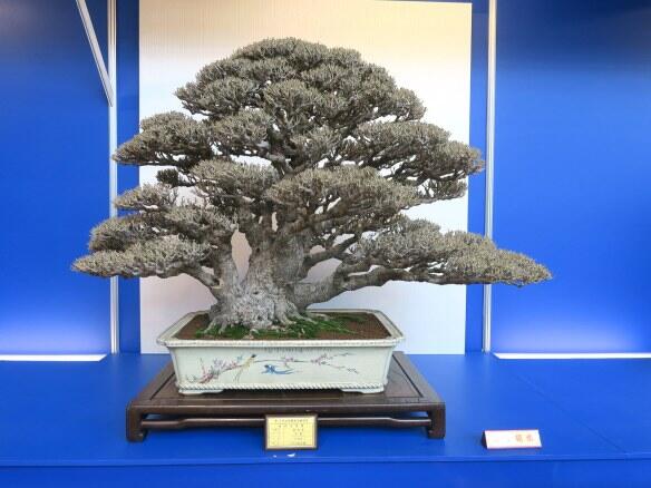 10 Pohon Liar Yang Bisa Disulap Jadi Bonsai Berkelas