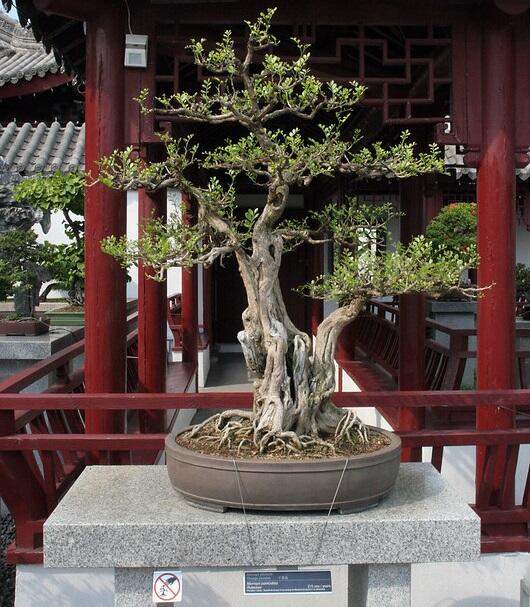 10 Pohon Liar Yang Bisa Disulap Jadi Bonsai Berkelas