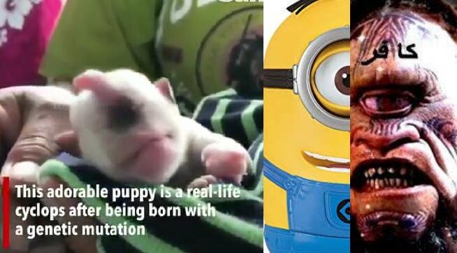 Heboh Bayi Anjing Bermata Satu dan Bertanduk di Thailand, Mirip Minion Atau Dajjal?