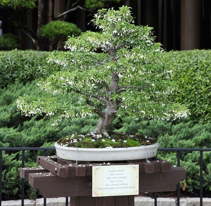 10 Pohon Liar Yang Bisa Disulap Jadi Bonsai Berkelas