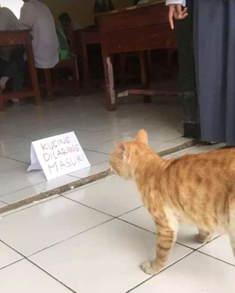 Beberapa Tingkah Laku Kucing Ini Diluar Batas Wajar Wkwkwk Yuk Liat