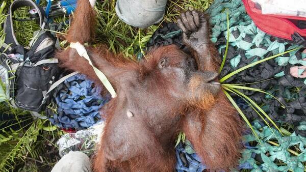 Penyelamatan Orang Utan di Ketapang yang Bikin Haru