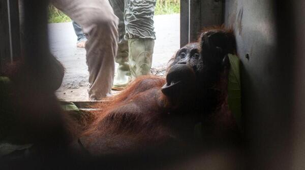 Penyelamatan Orang Utan di Ketapang yang Bikin Haru