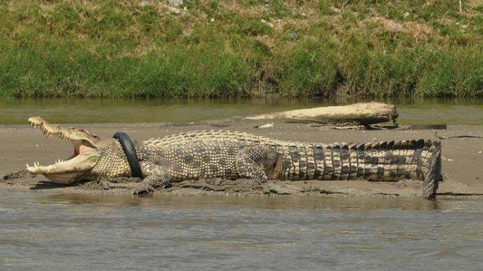 Drama Berlanjut, Kisah Buaya Berkalung Ban 