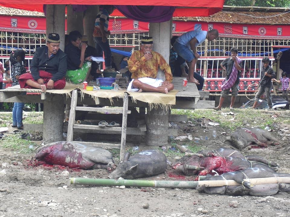Nonton Upacara Tana Toraja yang Katanya Datangkan Kemiskinan?
