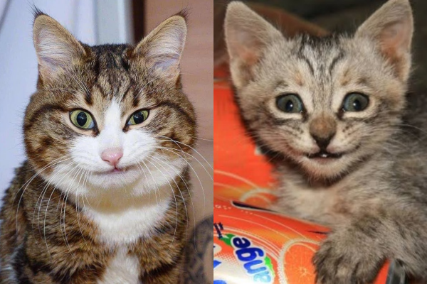 Mirip Manusia Banget! Ini 9 Momen Lucu Saat Kucing Tersenyum