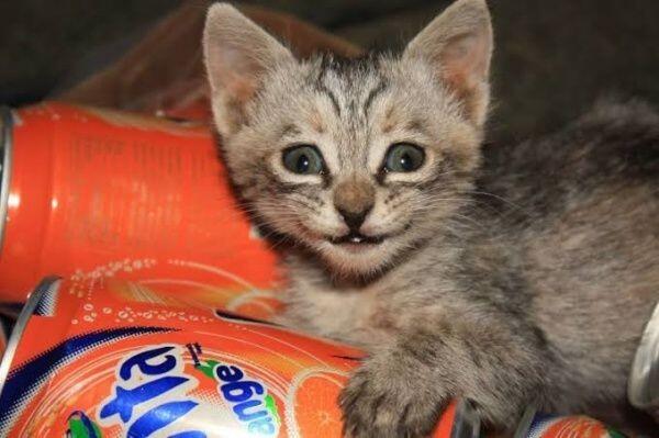 Mirip Manusia Banget! Ini 9 Momen Lucu Saat Kucing Tersenyum