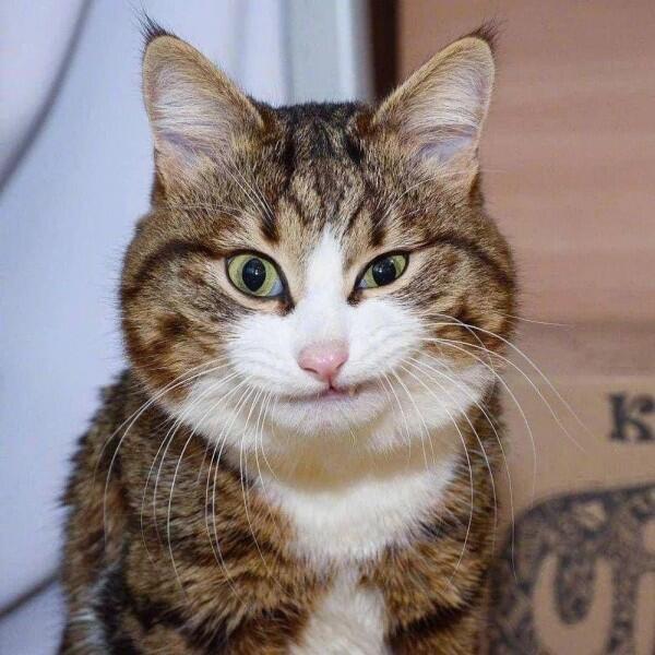 Mirip Manusia Banget! Ini 9 Momen Lucu Saat Kucing Tersenyum