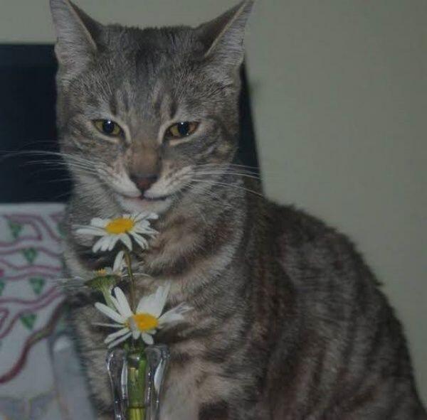 Mirip Manusia Banget! Ini 9 Momen Lucu Saat Kucing Tersenyum