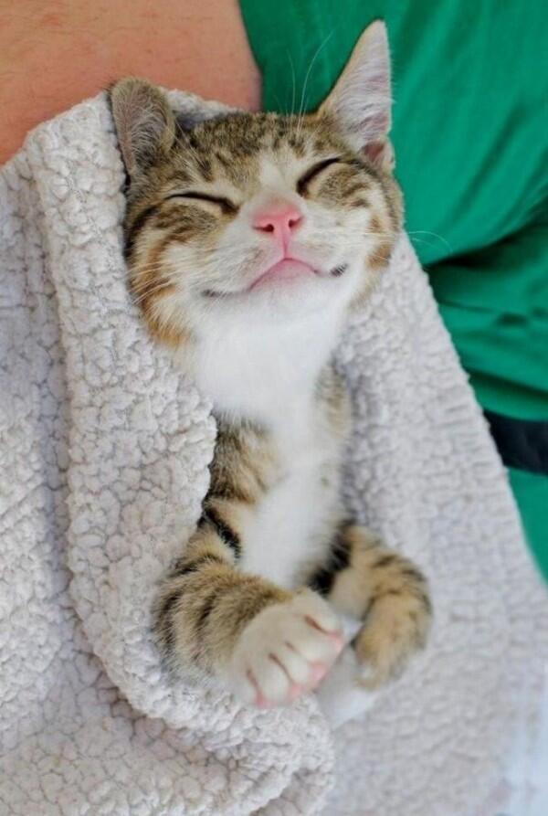 Mirip Manusia Banget! Ini 9 Momen Lucu Saat Kucing Tersenyum