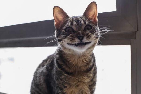 Mirip Manusia Banget! Ini 9 Momen Lucu Saat Kucing Tersenyum