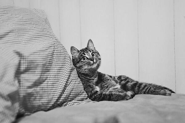 Mirip Manusia Banget! Ini 9 Momen Lucu Saat Kucing Tersenyum