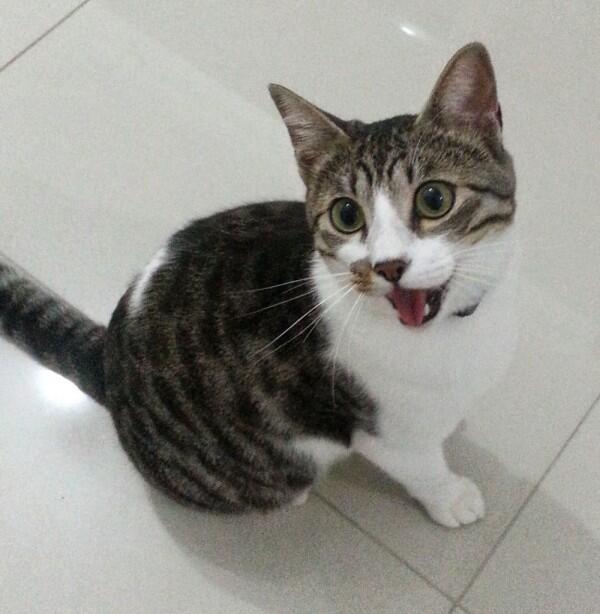 Mirip Manusia Banget! Ini 9 Momen Lucu Saat Kucing Tersenyum