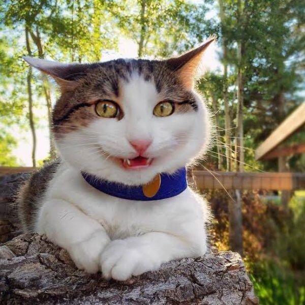 Mirip Manusia Banget! Ini 9 Momen Lucu Saat Kucing Tersenyum