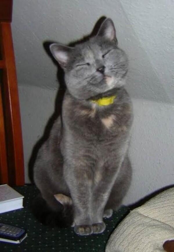 Mirip Manusia Banget! Ini 9 Momen Lucu Saat Kucing Tersenyum