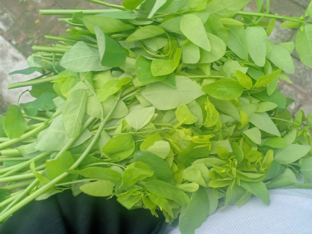 Daun Katuk
