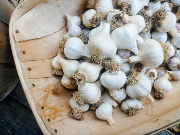Cara Menyimpan Bawang dengan Benar dan Tahan Lebih Lama, Sudah Tahu?