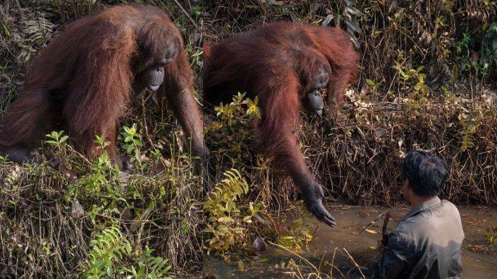 VIRAL Foto Orangutan Ulurkan Tangan untuk Pria di Sungai