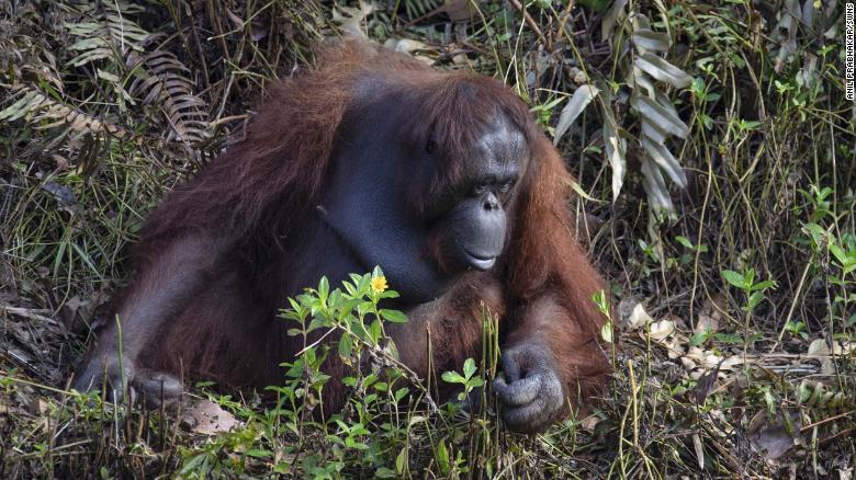 VIRAL Foto Orangutan Ulurkan Tangan untuk Pria di Sungai