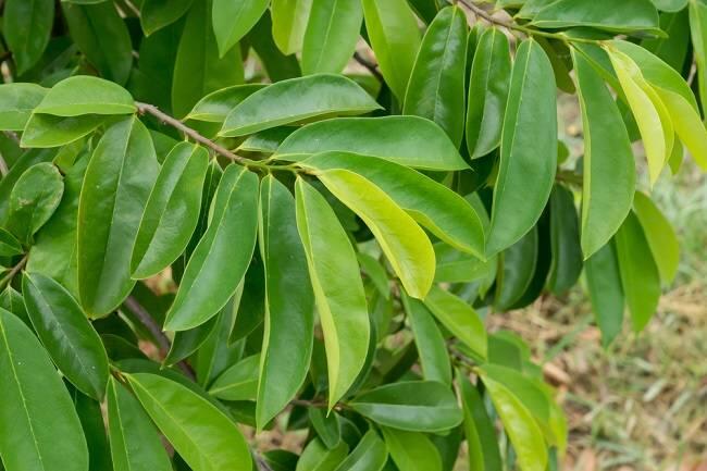 3 Tanaman Herbal untuk membunuh sel kanker
