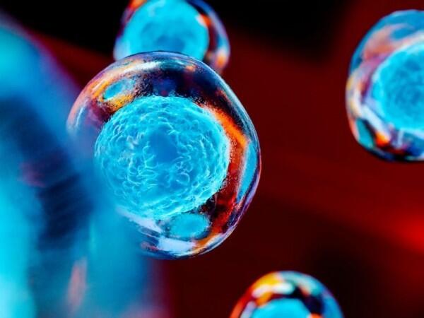 Punya Khasiat Anti-Aging yang Dewa, Apa Manfaat dan Risiko Stem Cell?