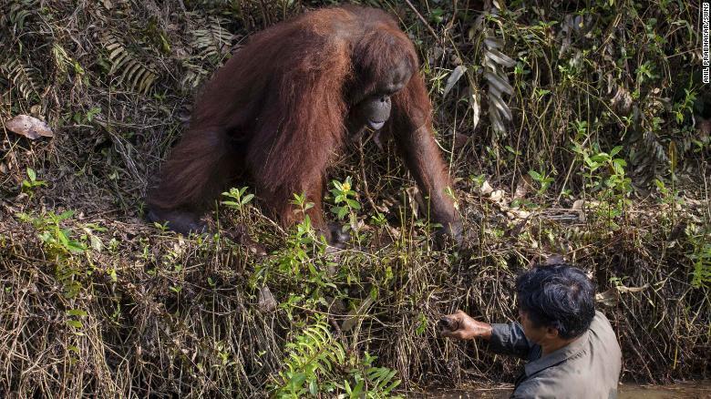 Media Asing Soroti Foto Orangutan di Kalimantan yang Ulurkan Tangan ke Seorang Pria