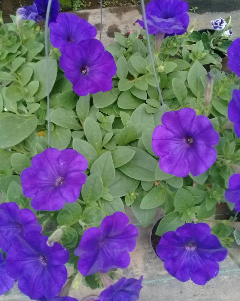 Bunga Petunia