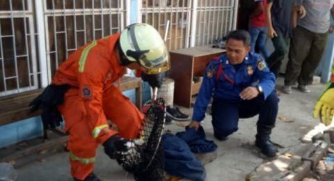 Produsen Furniture di Jaktim Diteror 7 Kucing Liar, Damkar Turun Tangan