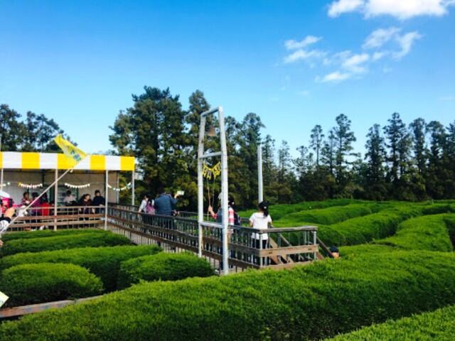 Kepoin Yuk, Wisata Alam Gimnyeong Maze Park! Ada Taman Labirin sama Kucing Loh Gan