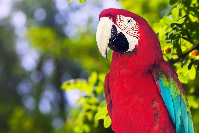 Burung Beo Ungkap Skandal Perselingkuhan Suami dengan Pembantu, Kok Bisa?