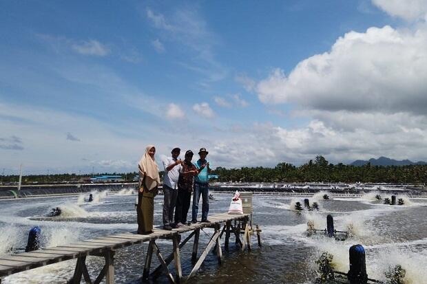 Investor Adopsi Percontohan Tambak Udang KKP di Pasangkayu