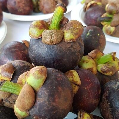 4 Tanaman Obat untuk membantu pengobatan Kanker Kerongkongan (Esofagus)