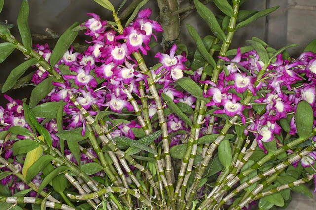4 Tanaman Obat untuk membantu pengobatan Kanker Kerongkongan (Esofagus)