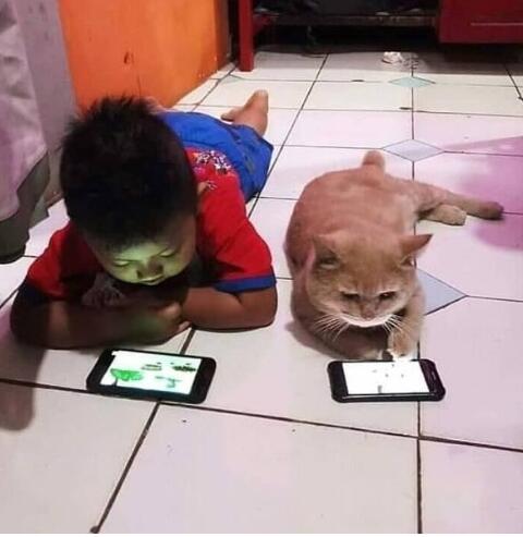 10 Foto Kucing Bar Bar Lucu