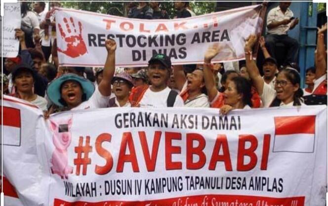 Pilih Mana? Save Harimau Sumatera atau Save Babi?